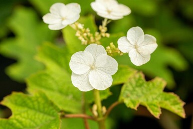 Ekbladshortensia Hydrangea quercifolia 'Ruby Slippers' buske Hydrangea quercifolia 'Ruby Slippers' buske