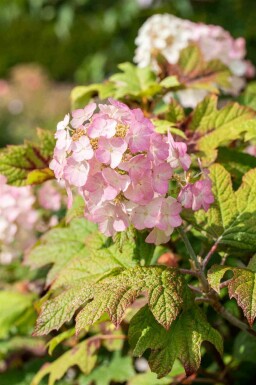 Hydrangea quercifolia 'Snow Queen'