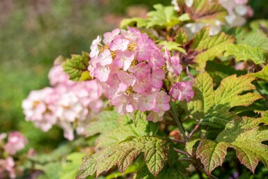 Hydrangea quercifolia 'Snow Queen'