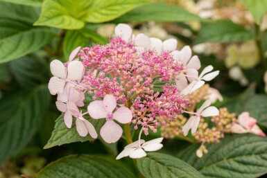 Hortensia Hydrangea serrata 'Bluebird' buske Hydrangea serrata 'Bluebird' buske