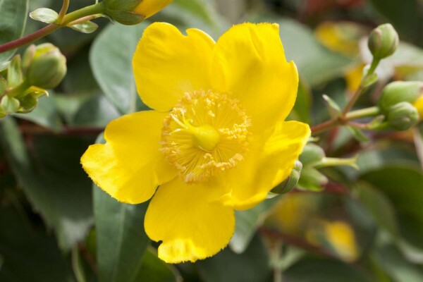 Hypericum 'Hidcote' buske