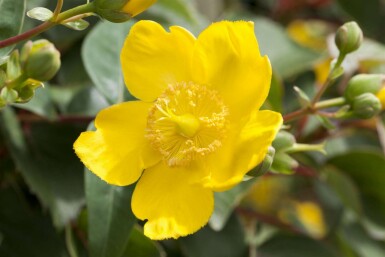 Storblommigjohannesört Hypericum 'Hidcote' buske Hypericum 'Hidcote' buske