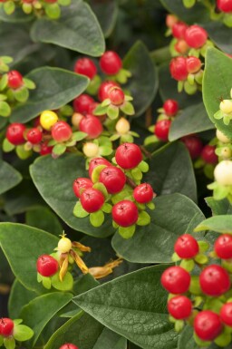 Praktjohannesört Hypericum 'Miracle Attraction' buske Hypericum 'Miracle Attraction' buske