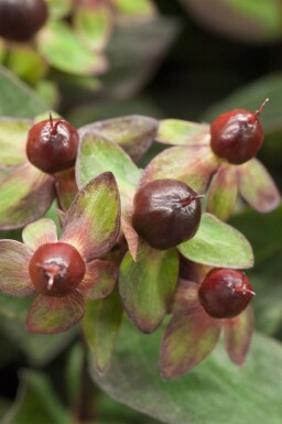 Johannesört Hypericum 'Miracle Night' buske Hypericum 'Miracle Night' buske