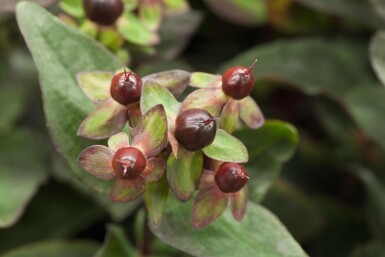Johannesört Hypericum 'Miracle Night' buske Hypericum 'Miracle Night' buske