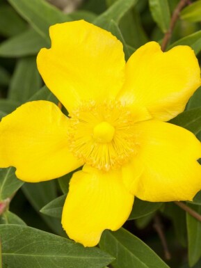 Johannesört Hypericum 'Peter Dummer' buske Hypericum 'Peter Dummer' buske