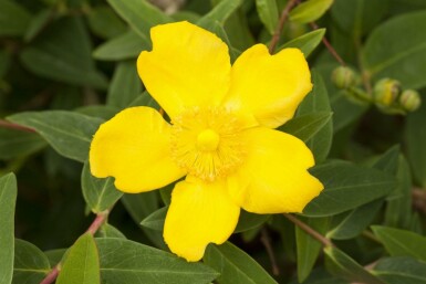 Johannesört Hypericum 'Peter Dummer' buske Hypericum 'Peter Dummer' buske