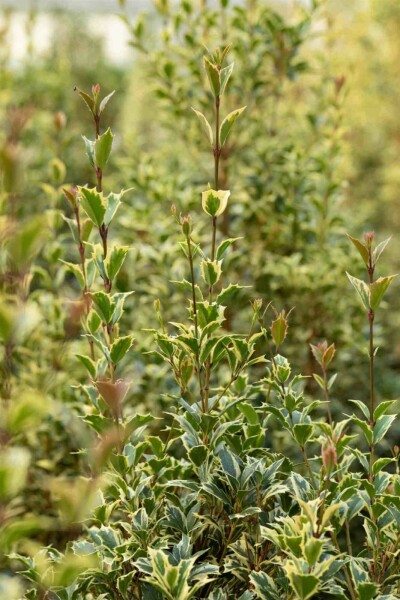 Ilex aquifolium 'Argentea Marginata'