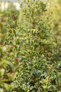 Järnek Ilex aquifolium 'Argentea Marginata' buske Ilex aquifolium 'Argentea Marginata' buske