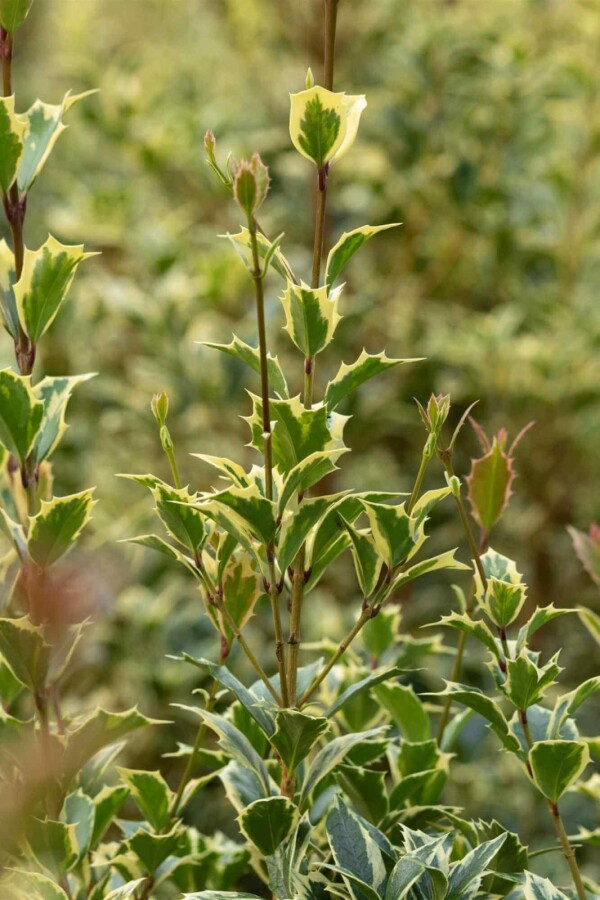 Järnek Ilex aquifolium 'Argentea Marginata' buske Ilex aquifolium 'Argentea Marginata' buske