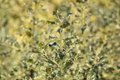 Ilex aquifolium 'Argentea Marginata'