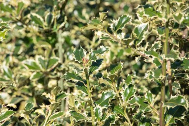 Järnek Ilex aquifolium 'Argentea Marginata' buske Ilex aquifolium 'Argentea Marginata' buske