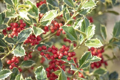 Ilex aquifolium 'Argentea Marginata'