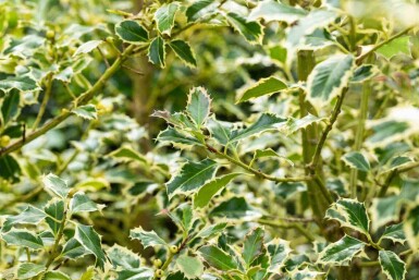 Järnek Ilex aquifolium 'Argentea Marginata' buske Ilex aquifolium 'Argentea Marginata' buske