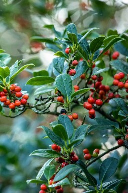 Järnek Ilex aquifolium 'J.C. Van Tol' buske Ilex aquifolium 'J.C. Van Tol' buske