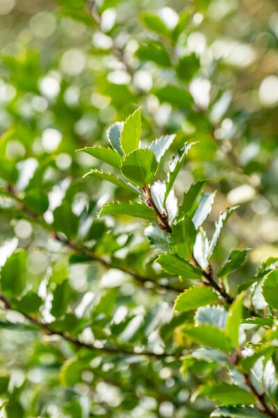 Ilex meserveae 'Blue Princess' C3 30-40