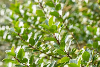 Ilex meserveae 'Blue Princess' C3 30-40