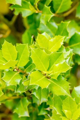 Järnek Ilex 'Nellie R Stevens' buske Ilex 'Nellie R Stevens' buske