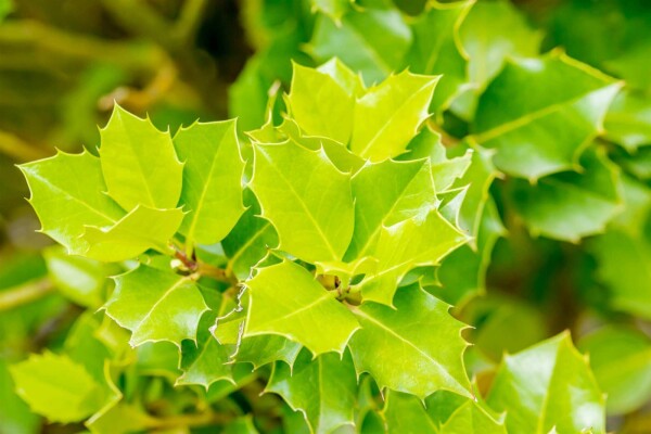 Ilex 'Nellie R Stevens' buske
