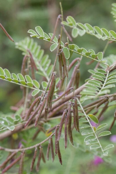 Indigobuske Indigofera heterantha buske Indigofera heterantha buske