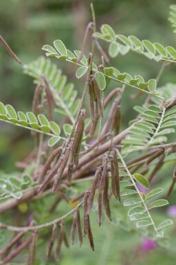 Indigobuske Indigofera heterantha buske Indigofera heterantha