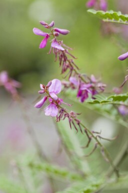 Indigobuske Indigofera heterantha buske Indigofera heterantha