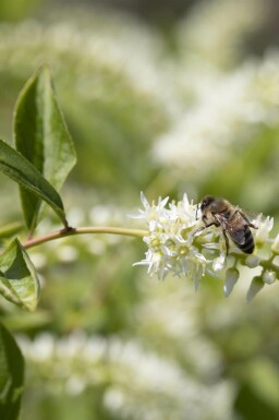 Itea Itea virginica 'Henry's Garnet' buske Itea virginica 'Henry's Garnet' buske