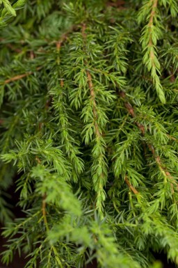 En Juniperus communis 'Green Carpet' buske Juniperus communis 'Green Carpet'