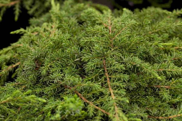 Juniperus communis 'Green Carpet' buske