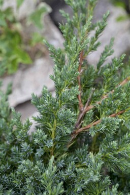 Juniperus procumbens 'Nana'