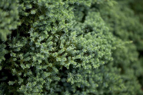 Juniperus procumbens 'Nana' buske