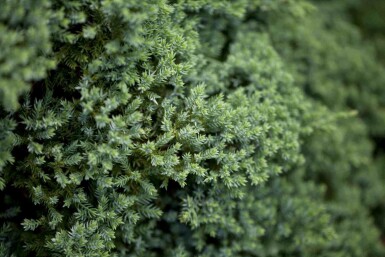 Juniperus procumbens 'Nana'