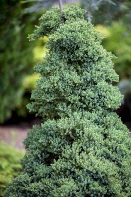 Juniperus procumbens 'Nana'