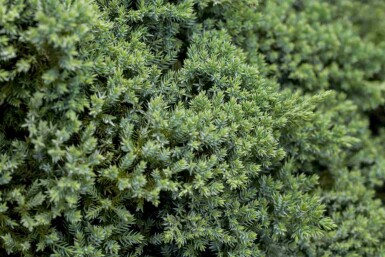 Juniperus procumbens 'Nana'