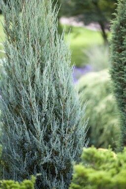 Juniperus scopulorum 'Blue Arrow'