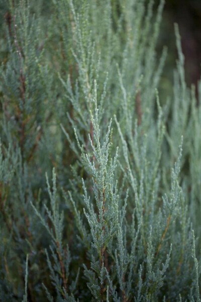 Juniperus scopulorum 'Blue Arrow' buske