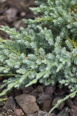 Kinesisk en Juniperus squamata 'Blue Carpet' buske Juniperus squamata 'Blue Carpet' buske