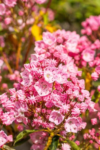 Kalmia latifolia buske