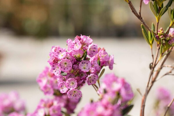 Kalmia polifolia buske