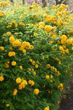 Japansk kerria Kerria japonica buske Kerria japonica buske