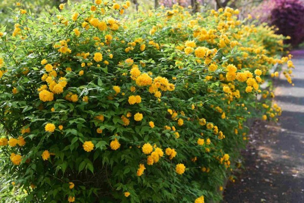 Kerria japonica buske
