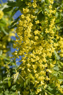 Gullregn Laburnum anagyroides buske Laburnum anagyroides buske