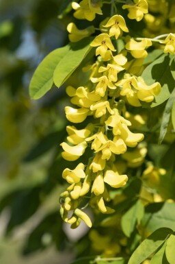 Gullregn Laburnum anagyroides buske Laburnum anagyroides buske