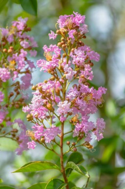 Kreppmyrten Lagerstroemia indica buske Lagerstroemia indica buske
