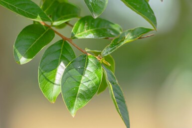 Kreppmyrten Lagerstroemia indica buske Lagerstroemia indica buske