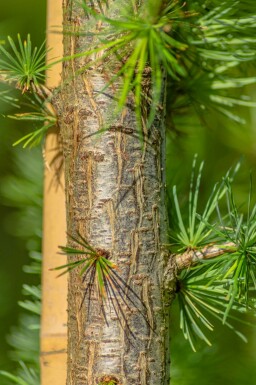 Lärk Larix kaempferi buske Larix kaempferi
