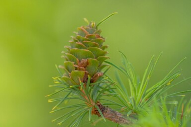 Lärk Larix kaempferi buske Larix kaempferi