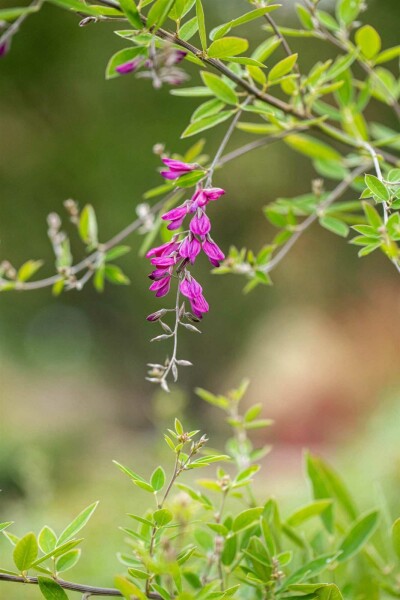 Lespedeza thunbergii