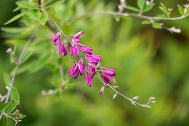 BuskvÀppling Lespedeza thunbergii buske Lespedeza thunbergii