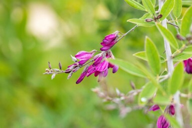 Lespedeza thunbergii